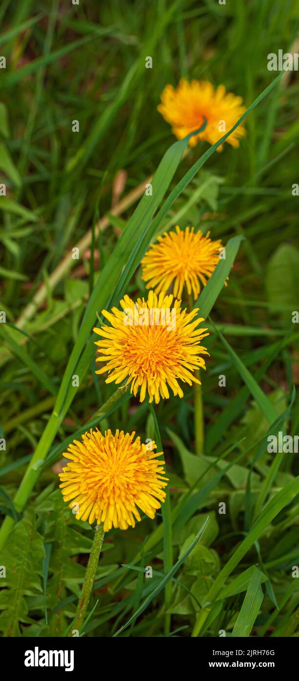 Grünes Feld mit gelben Dandelionen. Nahaufnahme der gelben Frühlingsblumen im Sommer Stockfoto