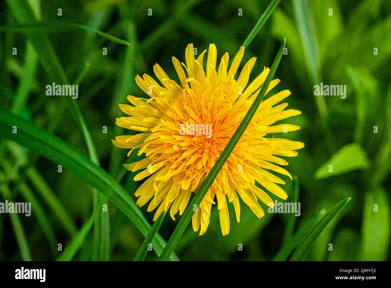 Nahaufnahme eines leuchtend gelben Dandelions in grünem Wiesengras. Landschaftliches Natur- und Ökologie-Konzept Stockfoto