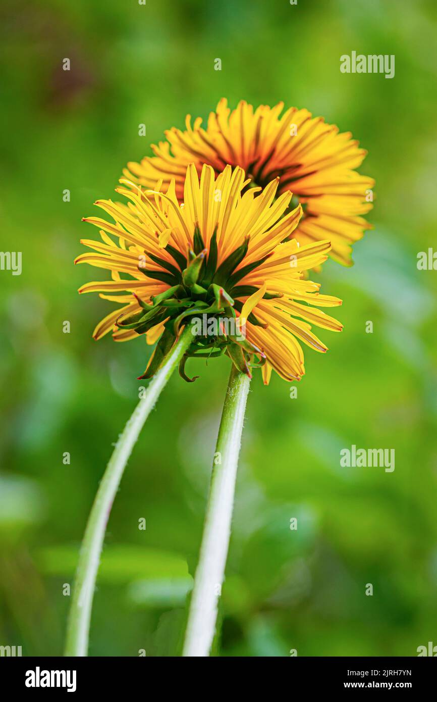 Zwei farbenfrohe, gelbe Dandelionen von der Rückseite auf grünem, natürlichem Hintergrund Stockfoto