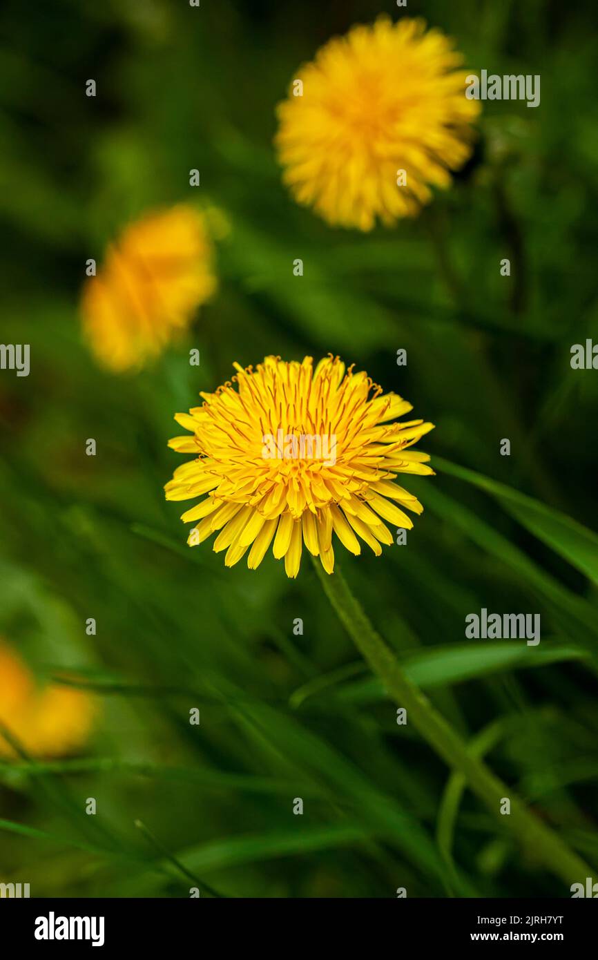 Gelbe Frühlingszandelionen aus der Nähe, grüne Frühlingswiese, selektiver Fokus Stockfoto