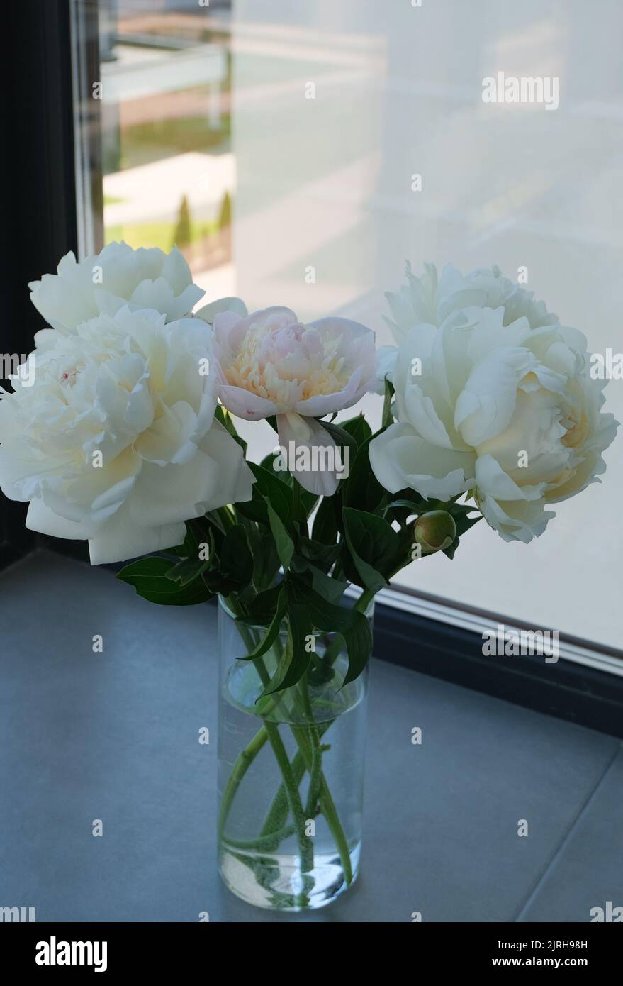 Wunderschöne flauschige Pfingstrosen-weiße und rosafarbene Blumen im Innendekor, Hochzeitsblumen, frisches, minimales Stillleben Stockfoto