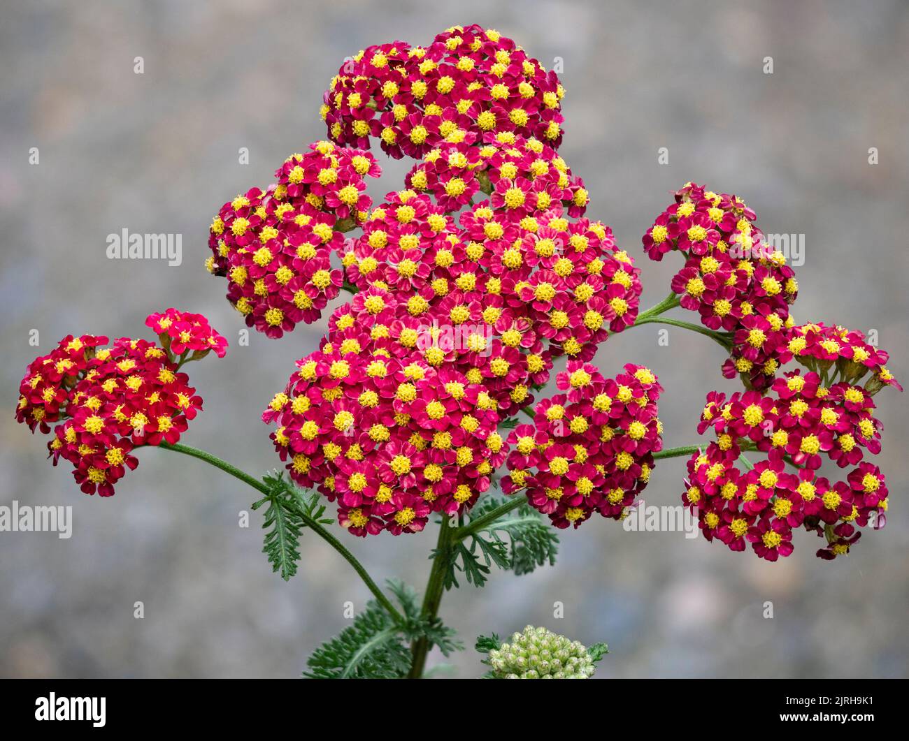 Kuppelförmiger Blütenkopf mit goldenen zentrierten roten Sommerblüten der kompakten, winterharten, Achillea millefolium „Strawberry Seduction“ Stockfoto