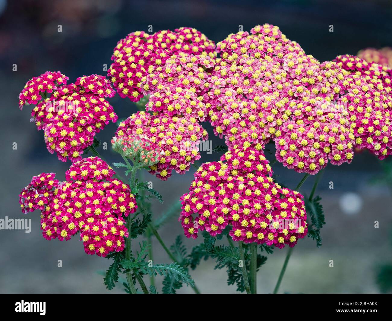 Kuppelförmiger Blütenkopf mit goldenen zentrierten roten Sommerblüten der kompakten, winterharten, Achillea millefolium „Strawberry Seduction“ Stockfoto