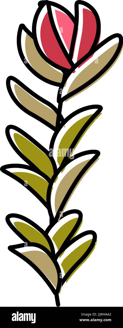 rotala rotundifolia Algen Farbe Symbol Vektor Illustration Stock Vektor