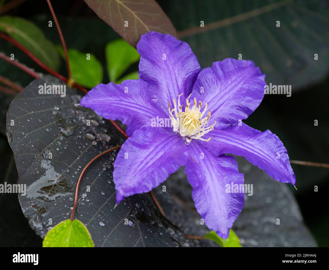 Regen nass winterhart Kletterer Clematis 'Jackmanii Superba' blüht inmitten der Sommer Laub des Rauch Busch, Cotinus coggygria 'Grace' Stockfoto