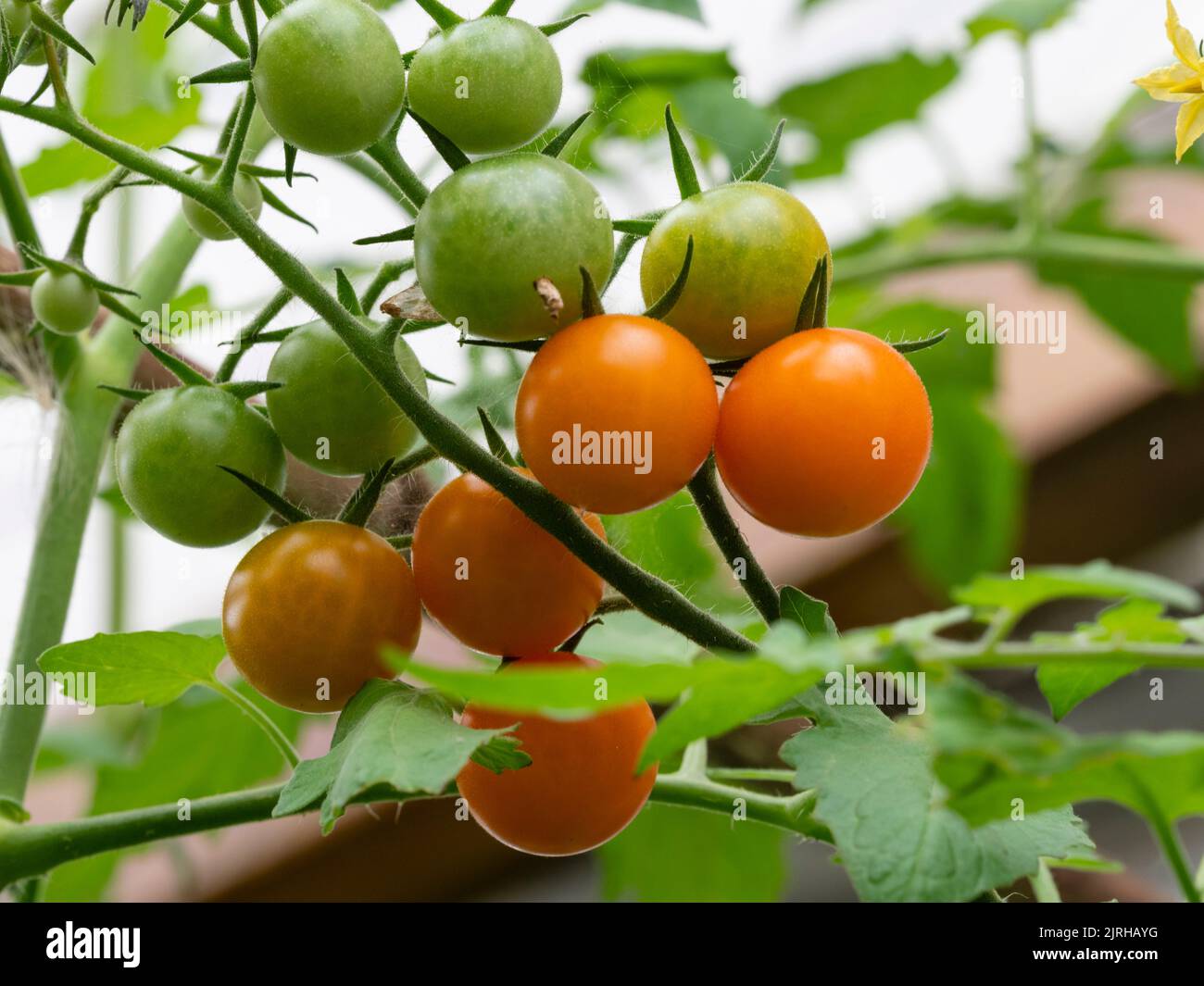 Reife Orange, reife und unreife Kirschtomaten, Solanum lycopersicum 'Sungold' in einem späteren Sommertruss Stockfoto