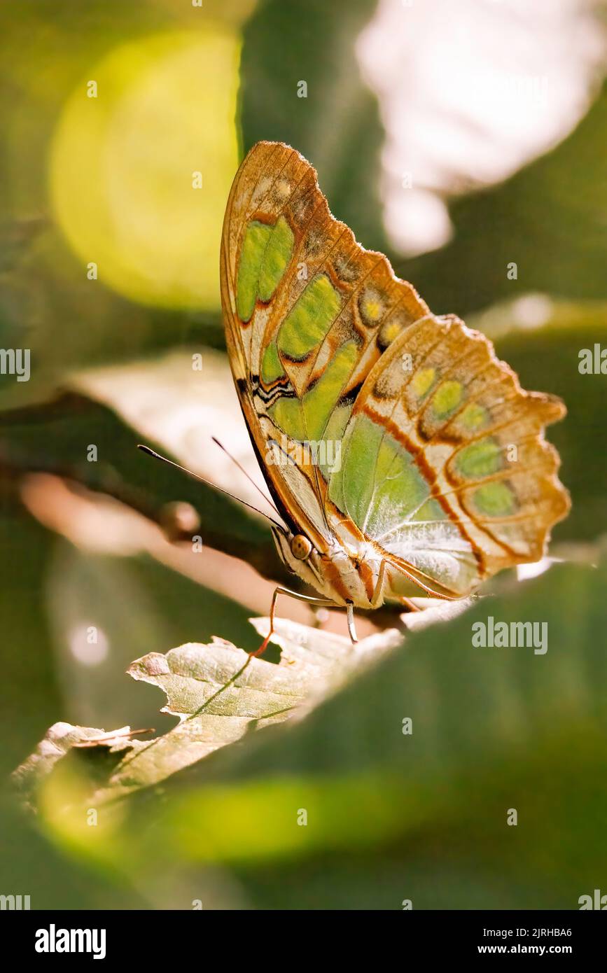 Malachitschmetterling (Siproeta stelenes), der auf einem grünen Blatt im Curi cacha Reservepark in Costa Rica steht Stockfoto