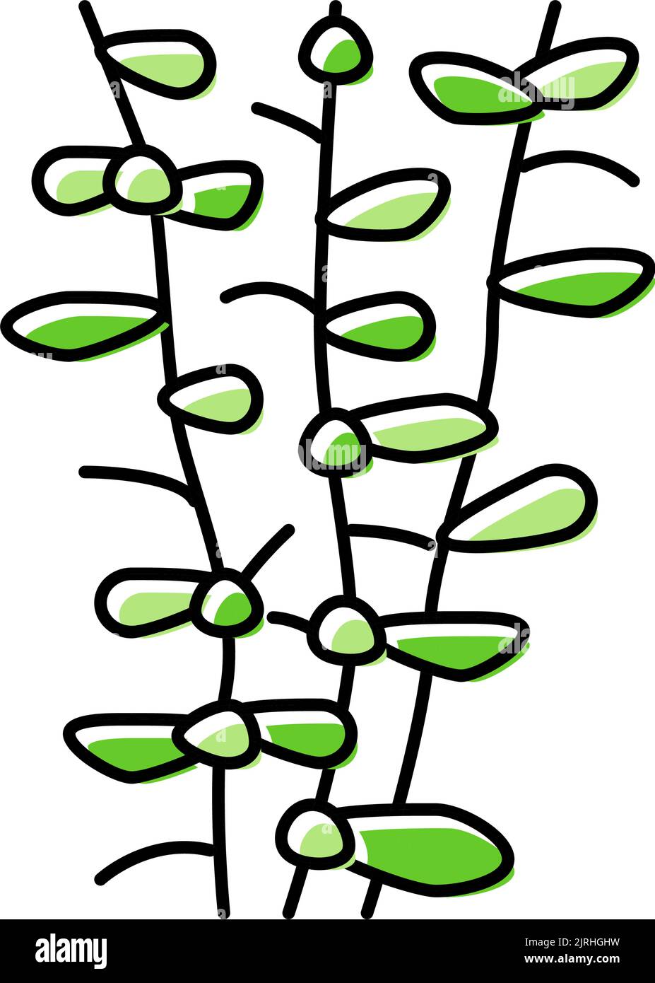 Moneywort Seegras Farbe Symbol Vektor Illustration Stock Vektor