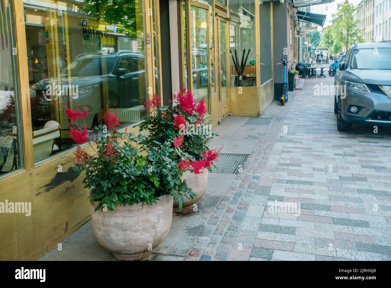 Erstaunliche rote Astilba Blumen in großen Töpfen im Sommer Helsinki Tag im finnischen Sommer! Stockfoto