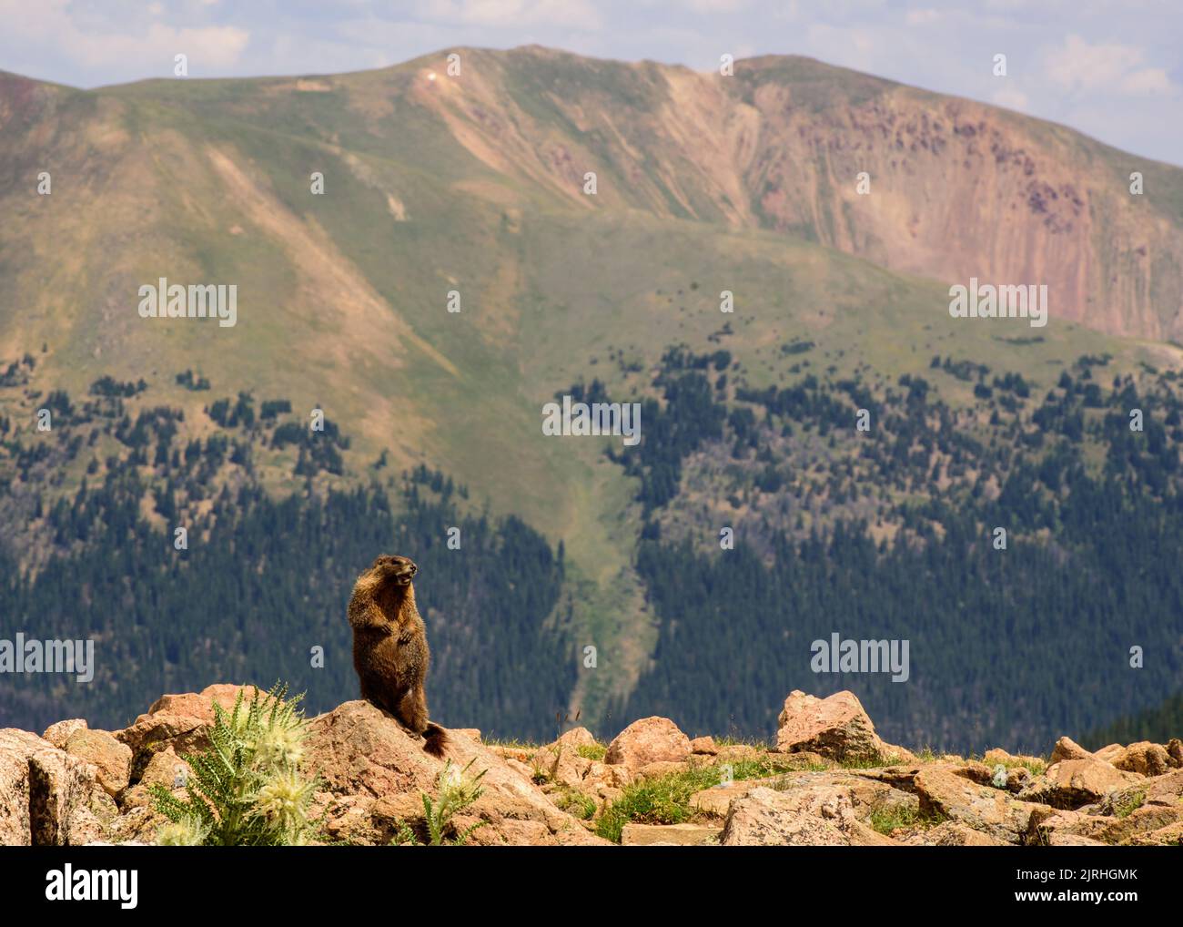 Colorado Marmot Stockfoto