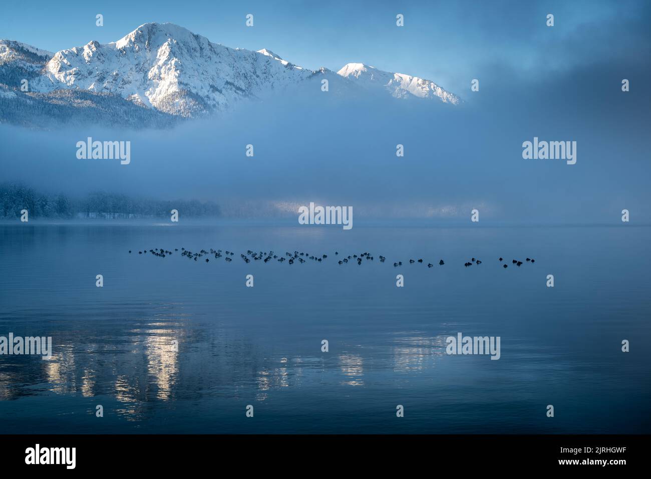 Enten schwimmen auf dem Kochelsee, Bayern, Deutschland. Stockfoto