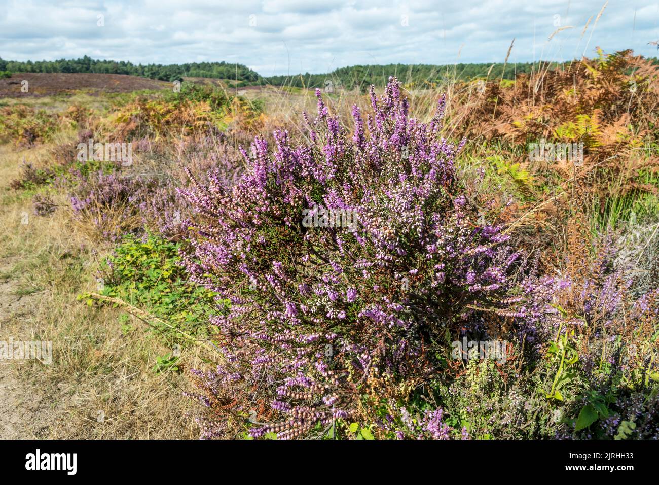 Ein Heidekraut, Calluna vulgaris, im Dersingham Bog National Nature Reserve in West Norfolk. Stockfoto