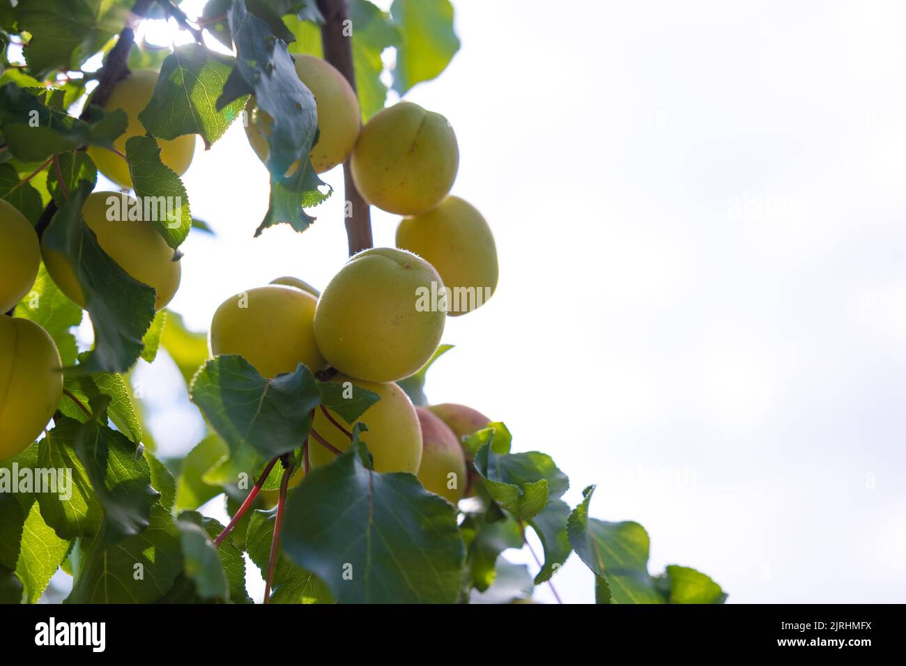 Aprikosen auf dem Baum mit Platz für Text. Sommer Früchte Hintergrundbild. Aprikosenproduktion in Malatya Türkei. Stockfoto