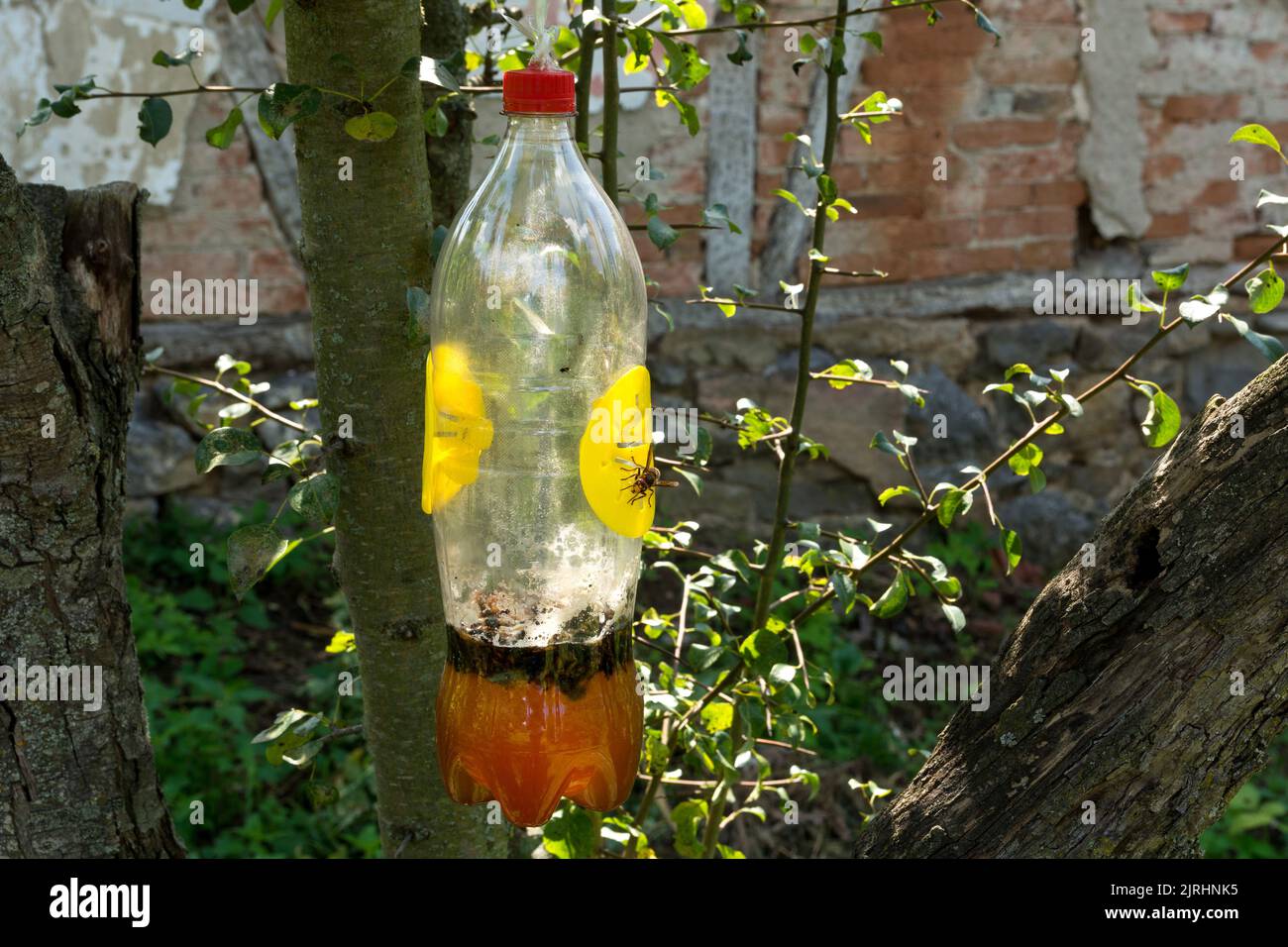 Professioneller Wespenfänger 82cm - Einstellbarer Spinnenentferner Für Haus Camping