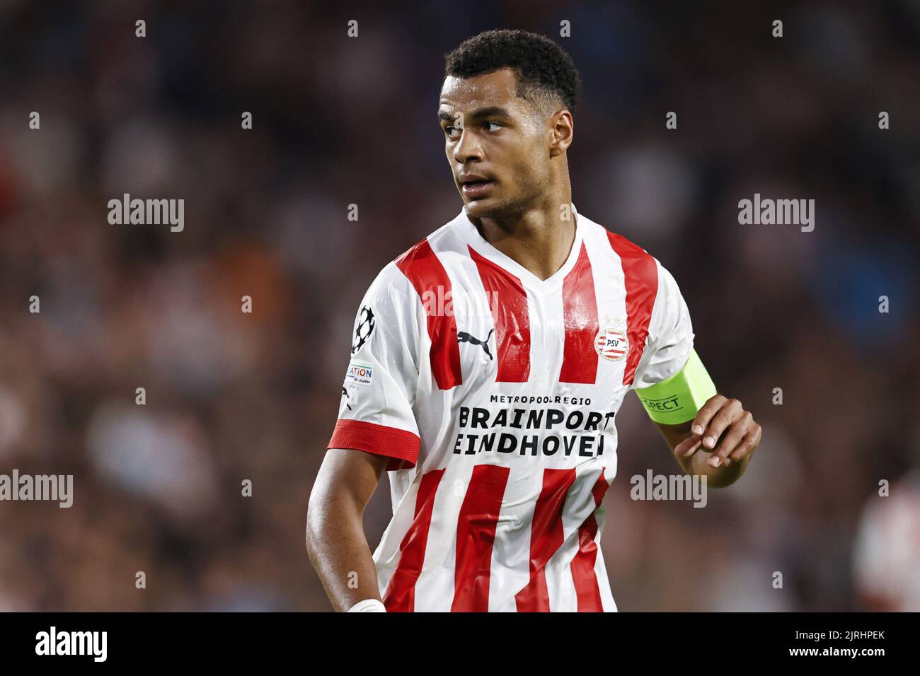 EINDHOVEN - Cody Gakpo vom PSV Eindhoven während des UEFA Champions League-Play-off-Spiels zwischen PSV Eindhoven und dem Rangers FC am 24. August 2022 im Phillips Stadium in Eindhoven, Niederlande. ANP | Dutch Höhe | Maurice van Steen Stockfoto