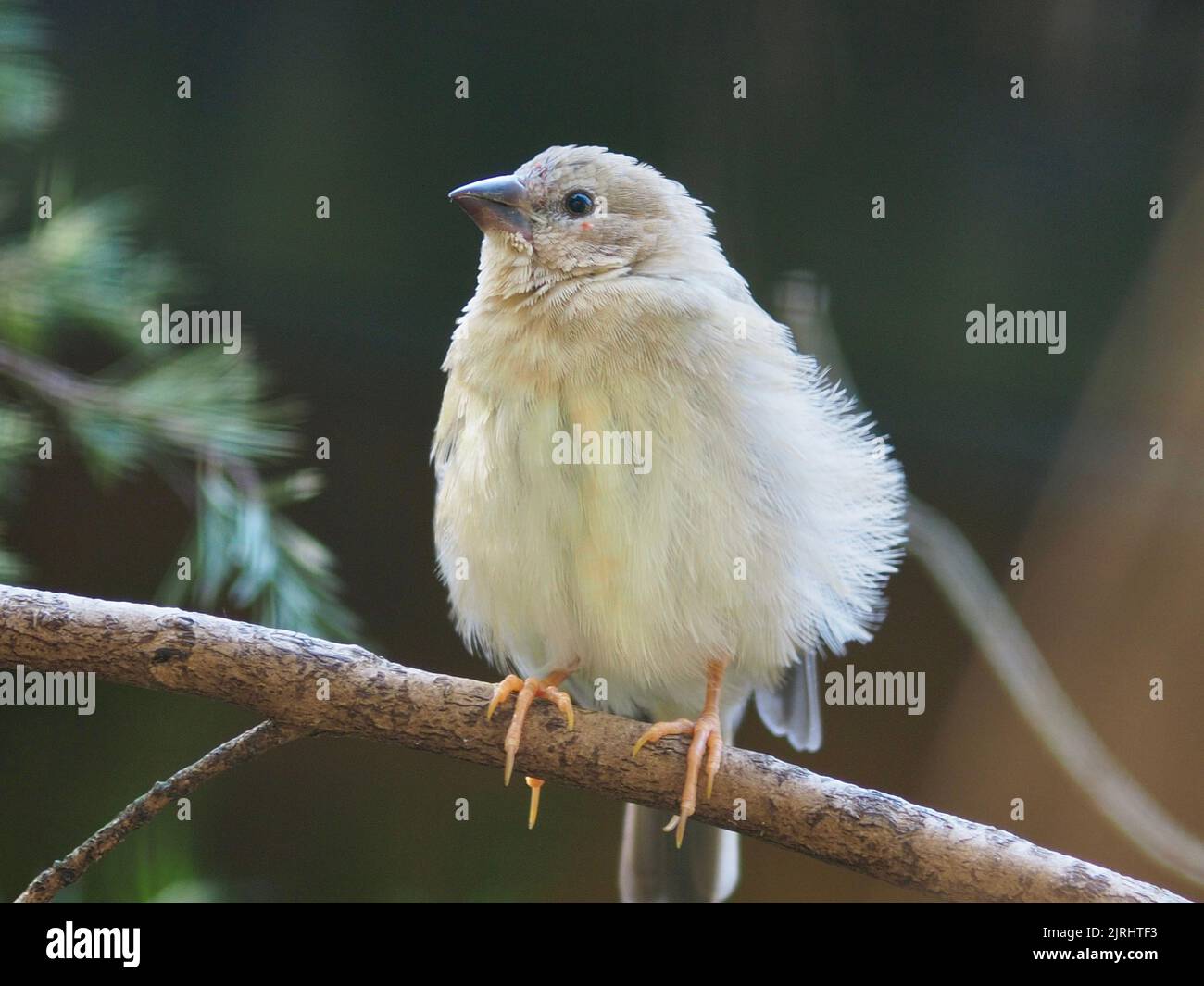 Exquisite, zierliche, gelbgerüstete Munia mit funkelnden Augen und raffiniertem Gefieder. Stockfoto