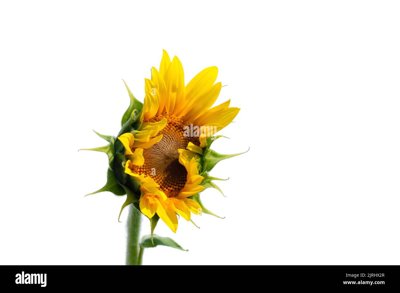 Sonnenblume natürlichen Hintergrund. Nahaufnahme der Sonnenblume auf einem Feld an einem sonnigen Sommertag Stockfoto