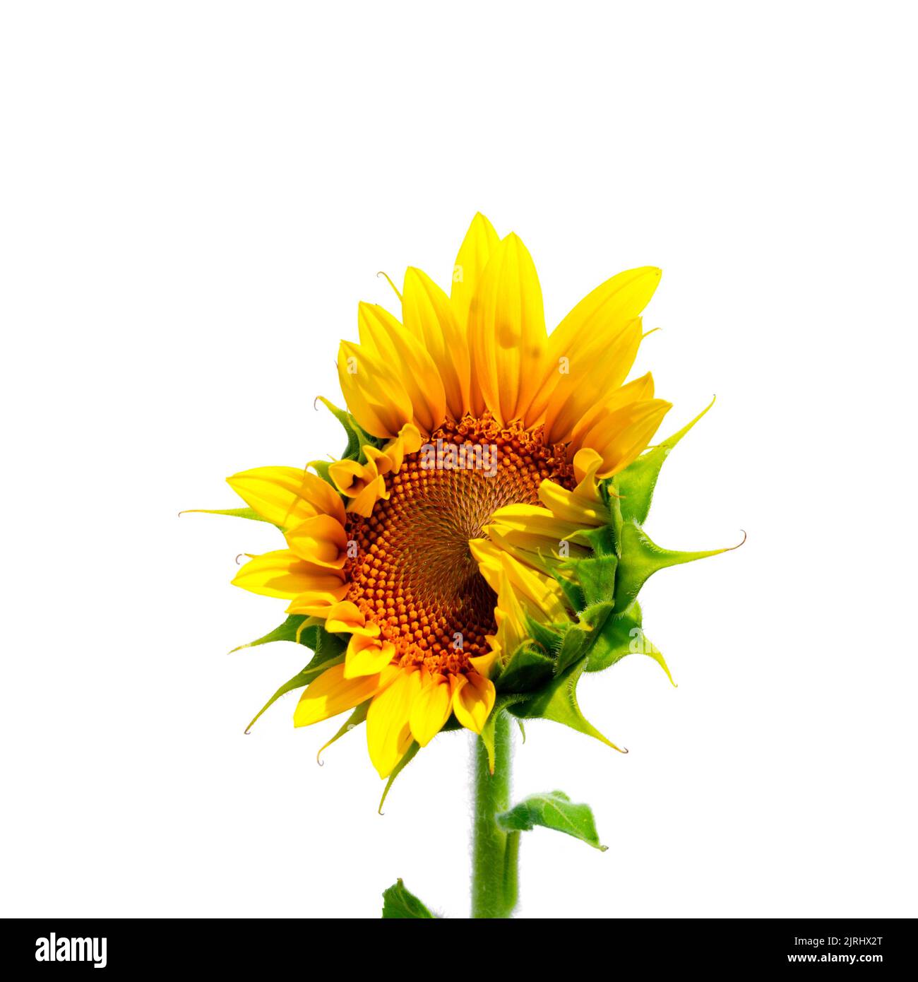 Sonnenblume natürlichen Hintergrund. Nahaufnahme der Sonnenblume auf einem Feld an einem sonnigen Sommertag Stockfoto