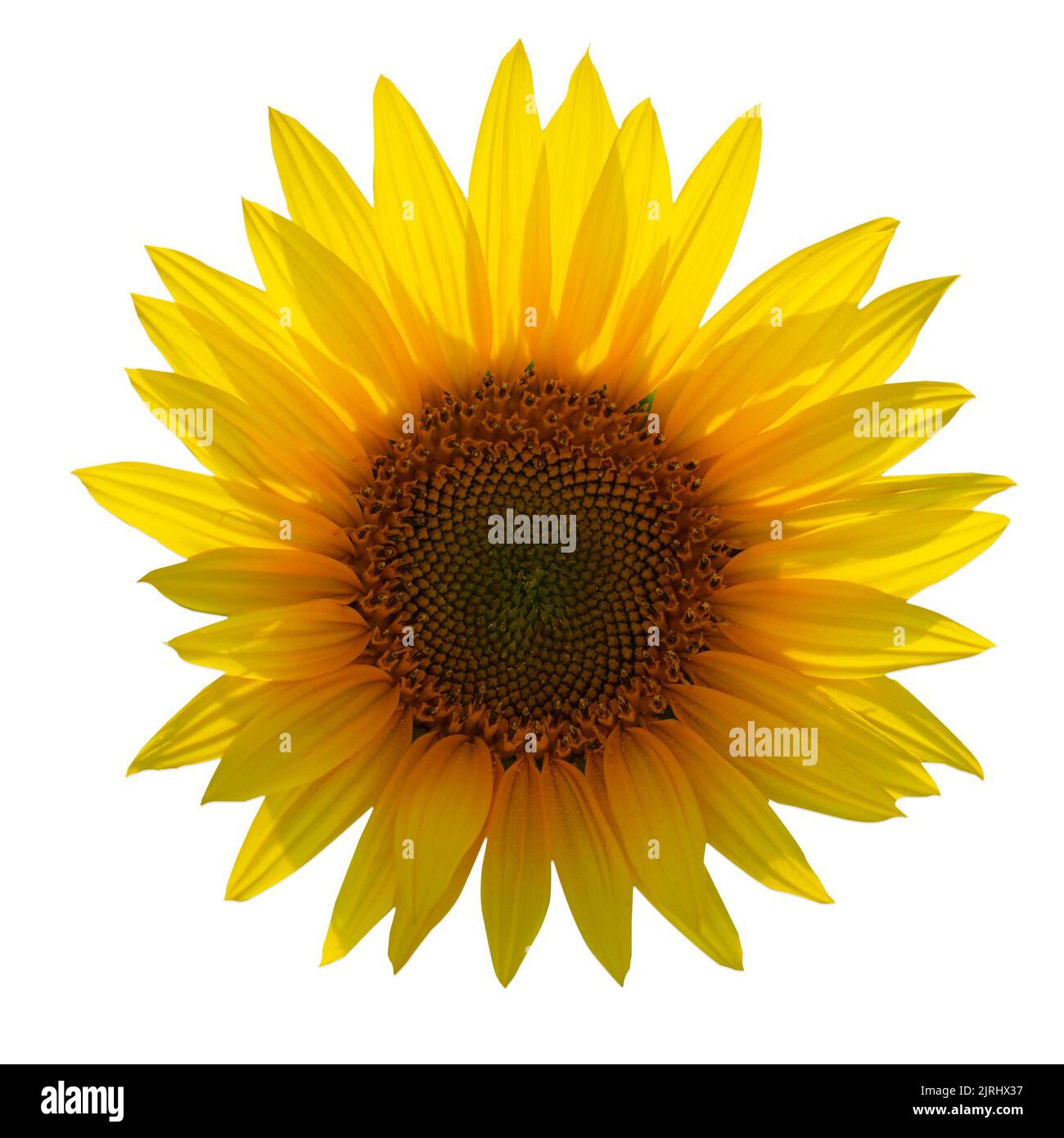 Sonnenblume natürlichen Hintergrund. Nahaufnahme der Sonnenblume auf einem Feld an einem sonnigen Sommertag Stockfoto