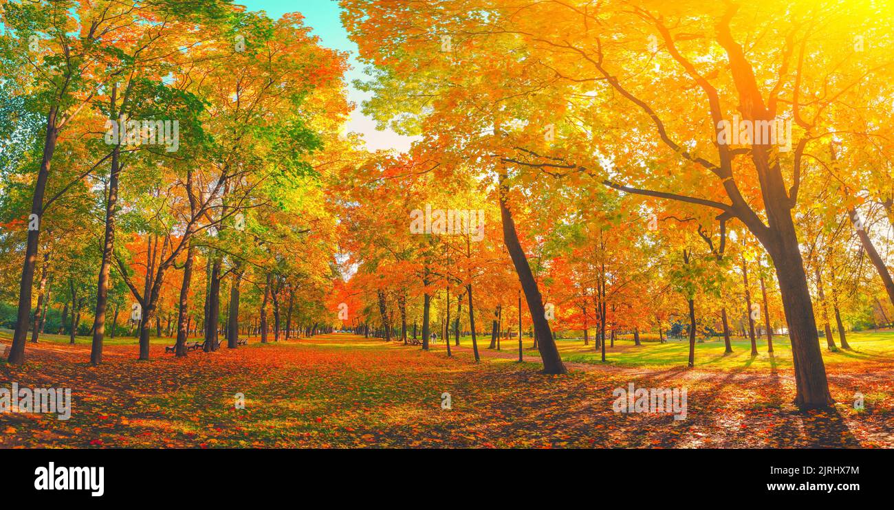 Herbstliche Waldlandschaft. Goldfarbener Baum, rot-orangefarbenes Laub im Herbstpark. Naturwechsel-Szene. Gelber Wald in landschaftlicher Landschaft. Sonne am blauen Himmel. Panora Stockfoto