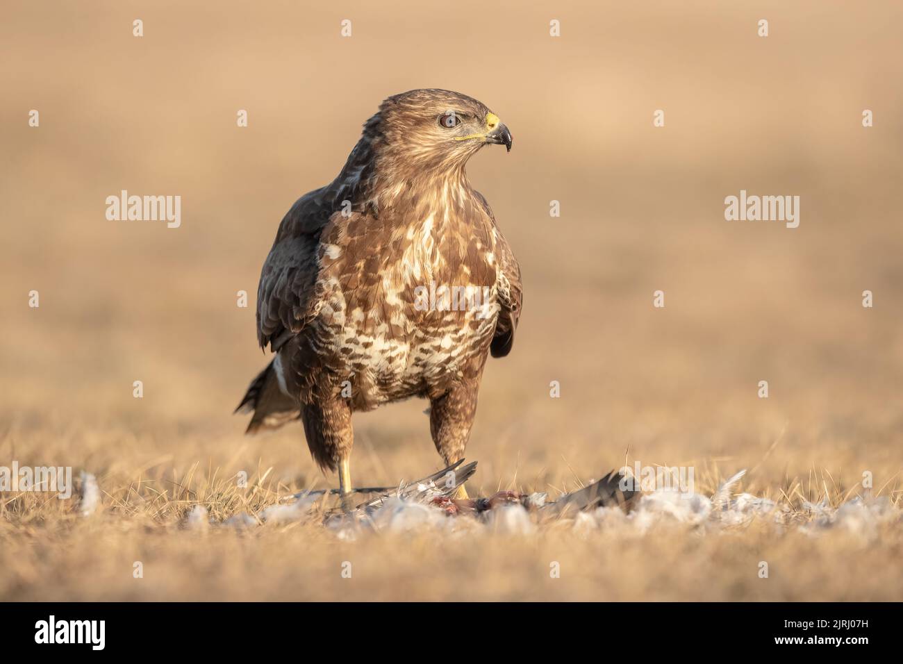 Ein wilder Buteo-Buteo (Buteo Buteo), der sich auf einem frisch getöteten Feldfaasant im gelben Grasland, im Koros-Maros-Nationalpark, Ungarn, ernährt Stockfoto