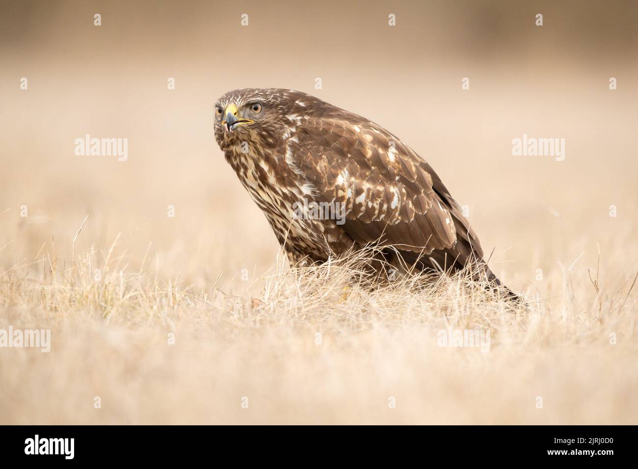 Ein Bussard (Buteo butao), der im trockenen Grasland, im Koros-Maros-Nationalpark, Ungarn, steht Stockfoto