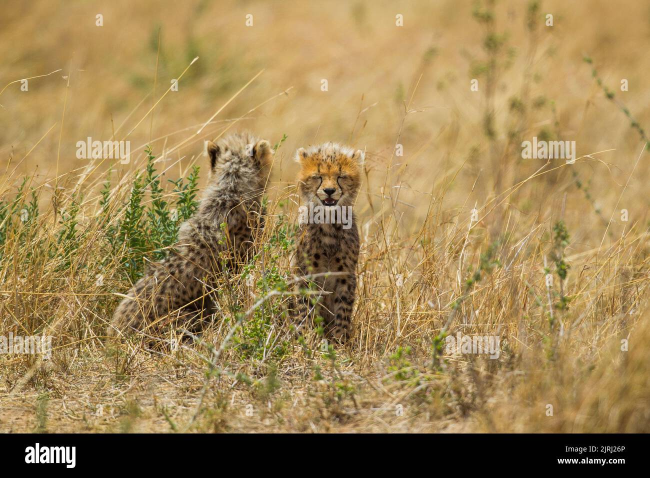 Junge Gepard (Acinonyx jubatus) Stockfoto