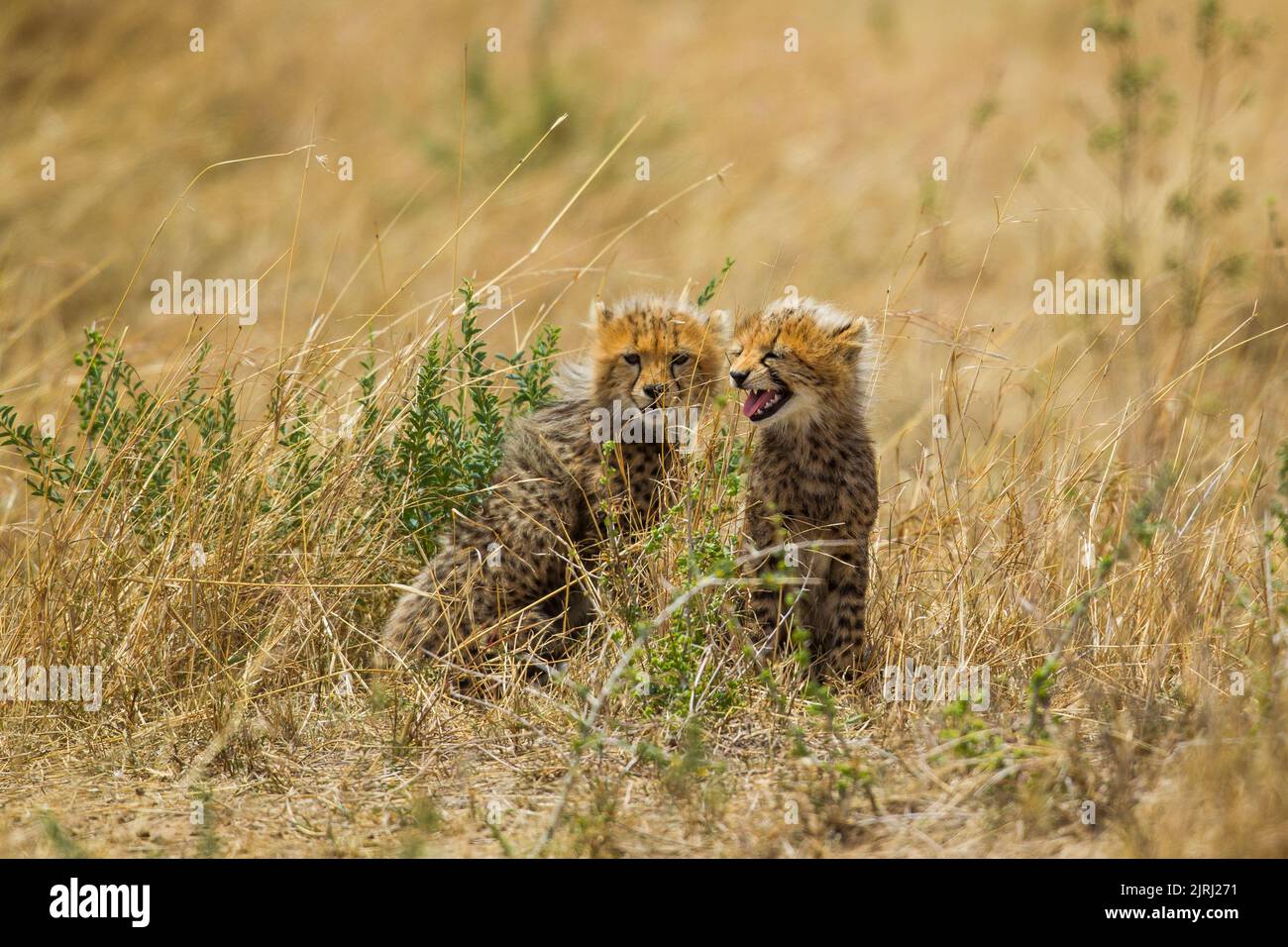 Junge Gepard (Acinonyx jubatus) Stockfoto