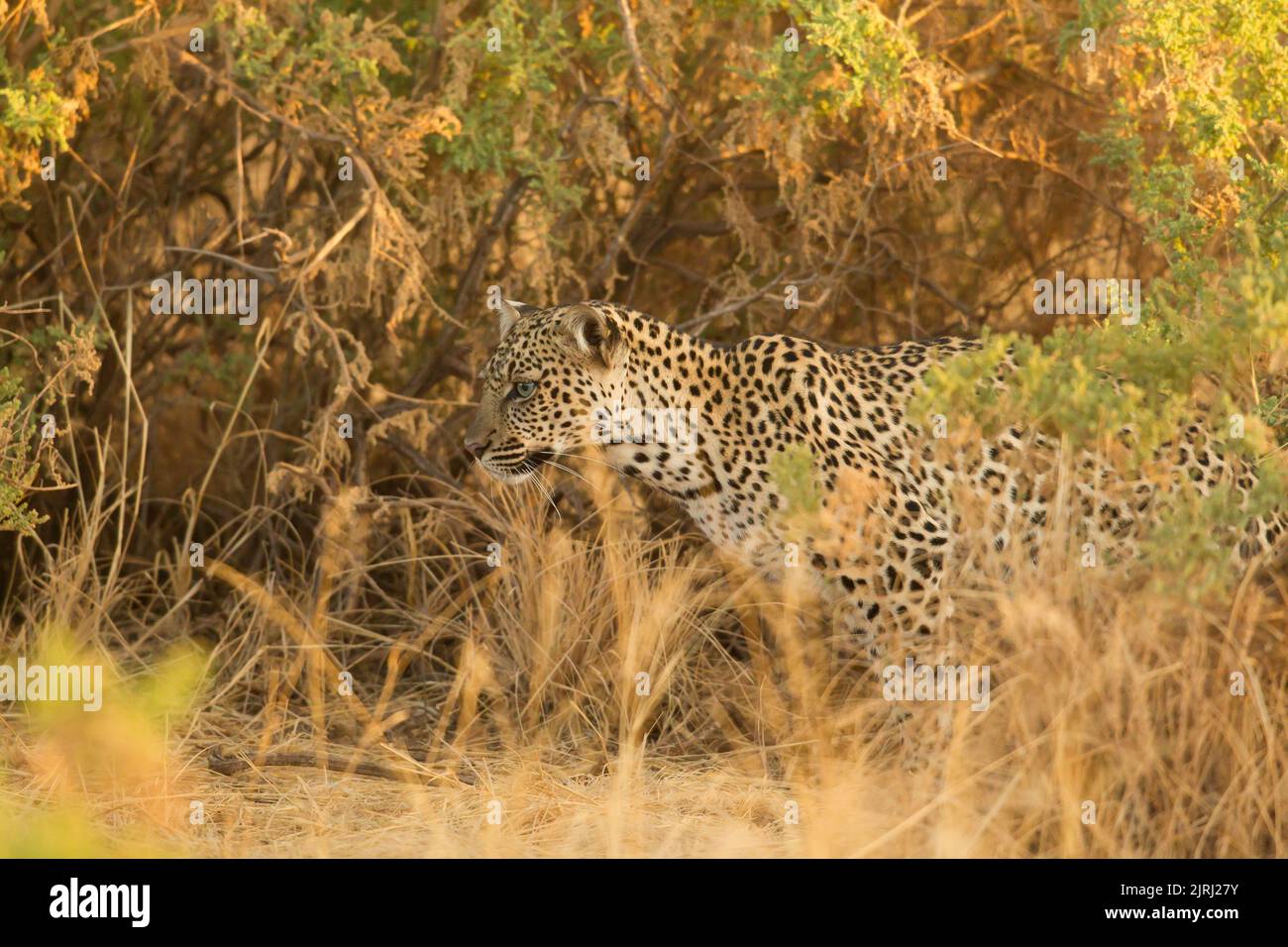 Leopard (Panthera pardus), der in der Dämmerung im hohen Gras Beute verfolgt Stockfoto