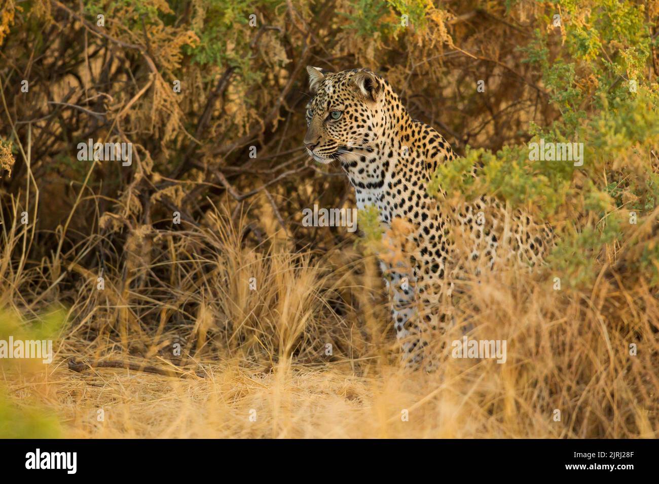 Leopard (Panthera pardus), der in der Dämmerung im hohen Gras Beute verfolgt Stockfoto