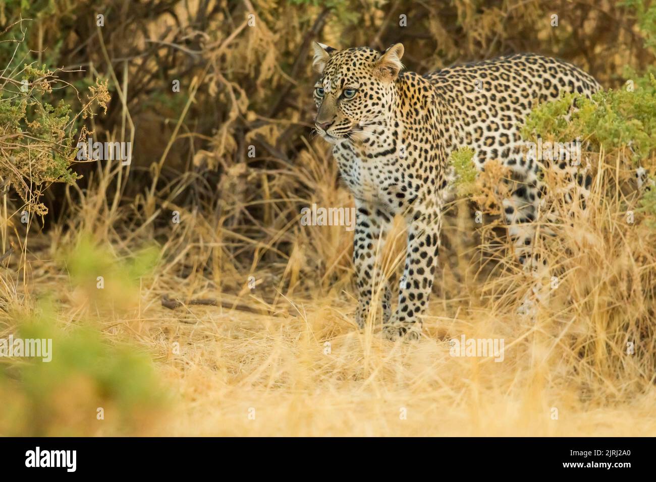 Leopard (Panthera pardus), der in der Dämmerung im hohen Gras Beute verfolgt Stockfoto