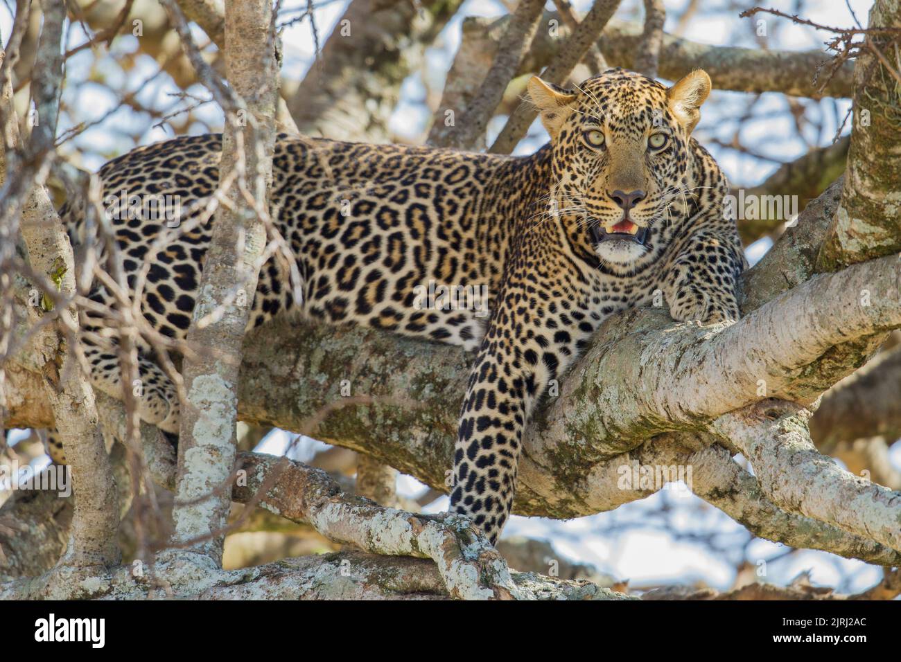 Leoparden (Panthera Pardus) ruht in einem Baum Stockfoto