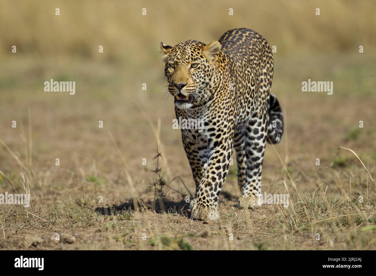 Leopard (Panthera pardus), der in Richtung Kamera geht Stockfoto