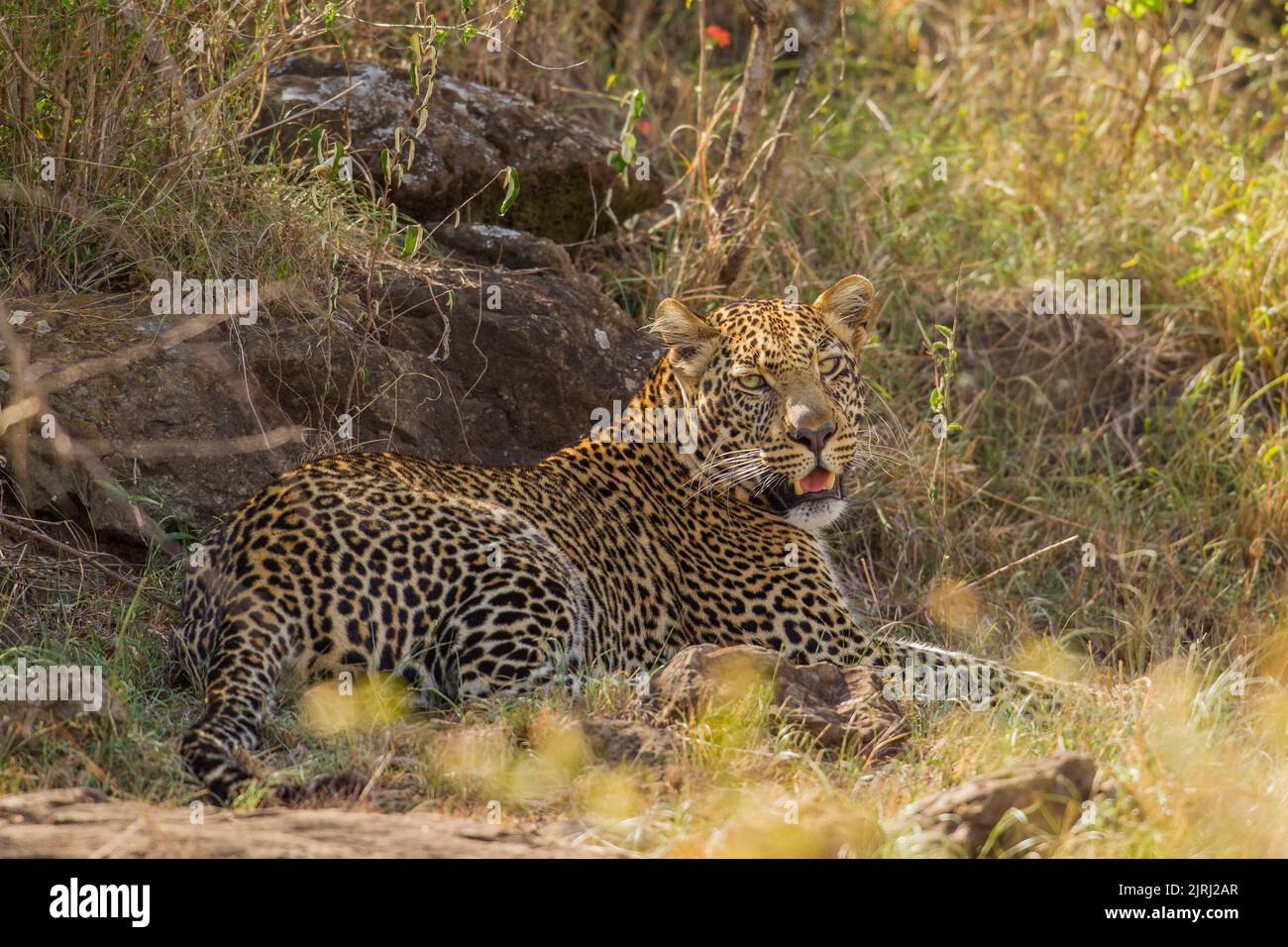 Leopard (Panthera pardus) liegend Stockfoto