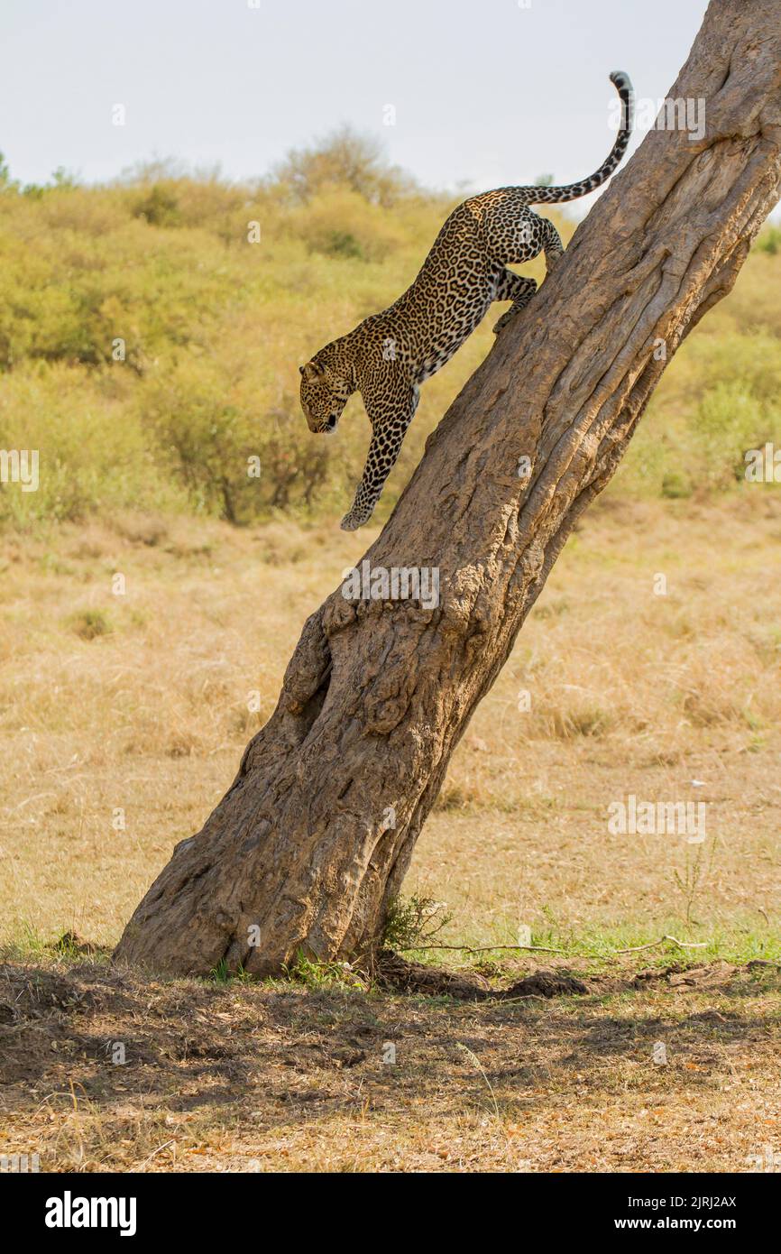 Leopard (Panthera pardus), der den Stamm eines Baumes hinunterklettert Stockfoto