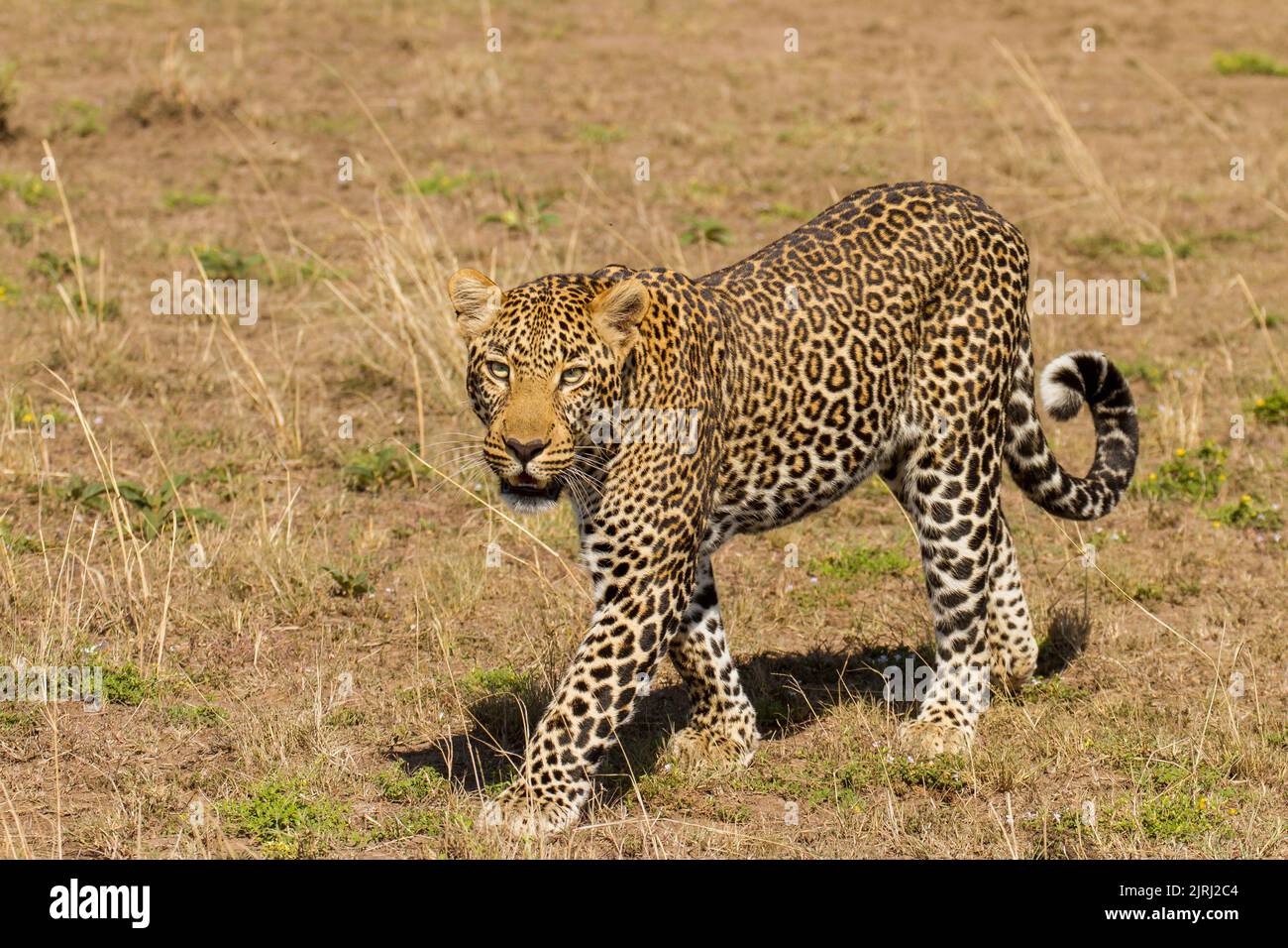 Leopard (Panthera Pardus) zu Fuß Stockfoto