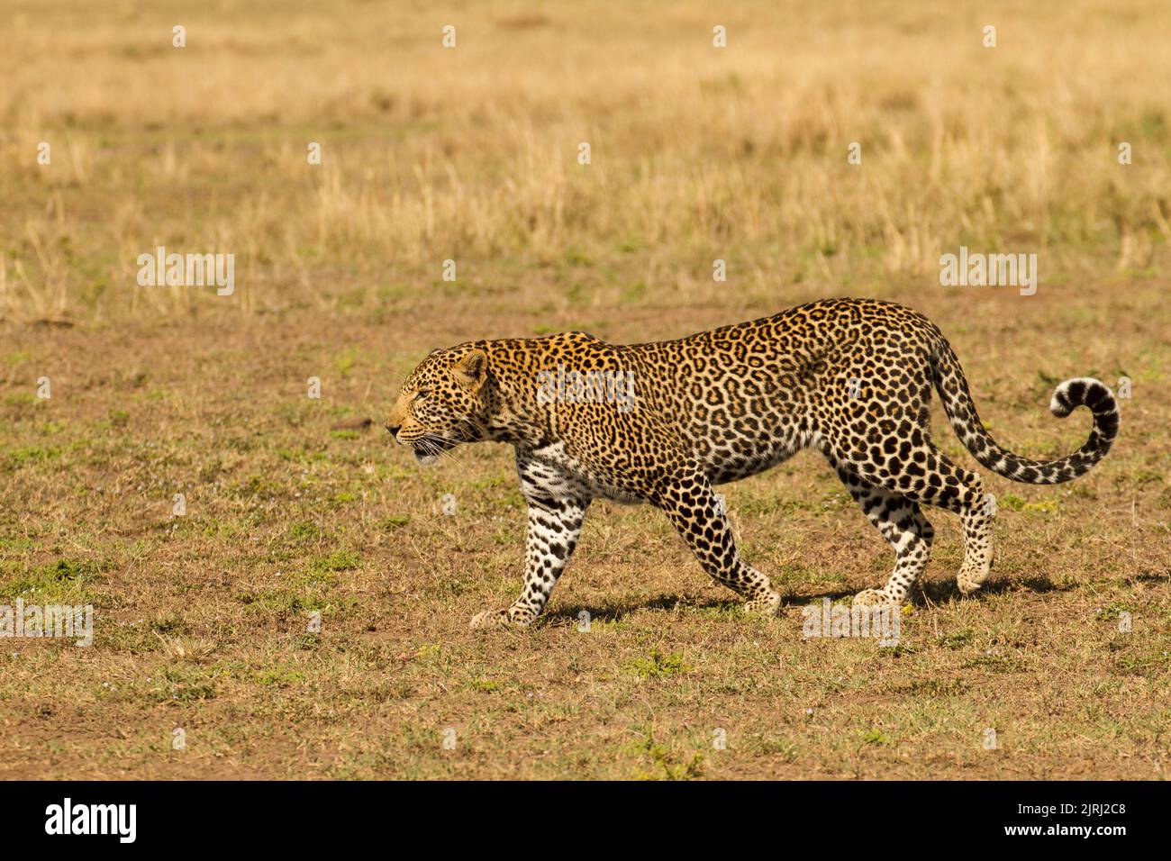 Leopard (Panthera Pardus) zu Fuß Stockfoto