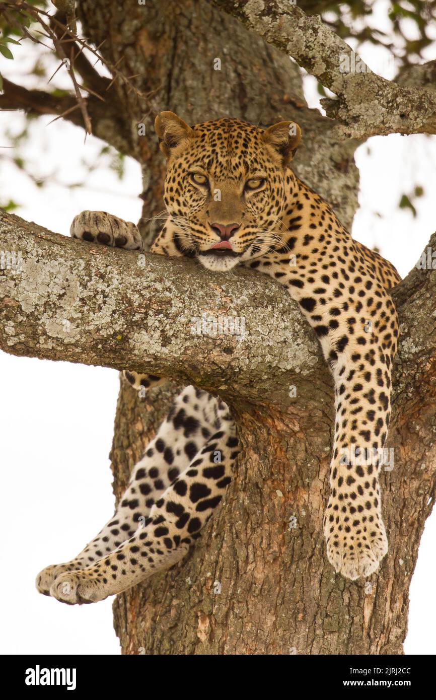 Leoparden (Panthera Pardus) ruht in einem Baum Stockfoto