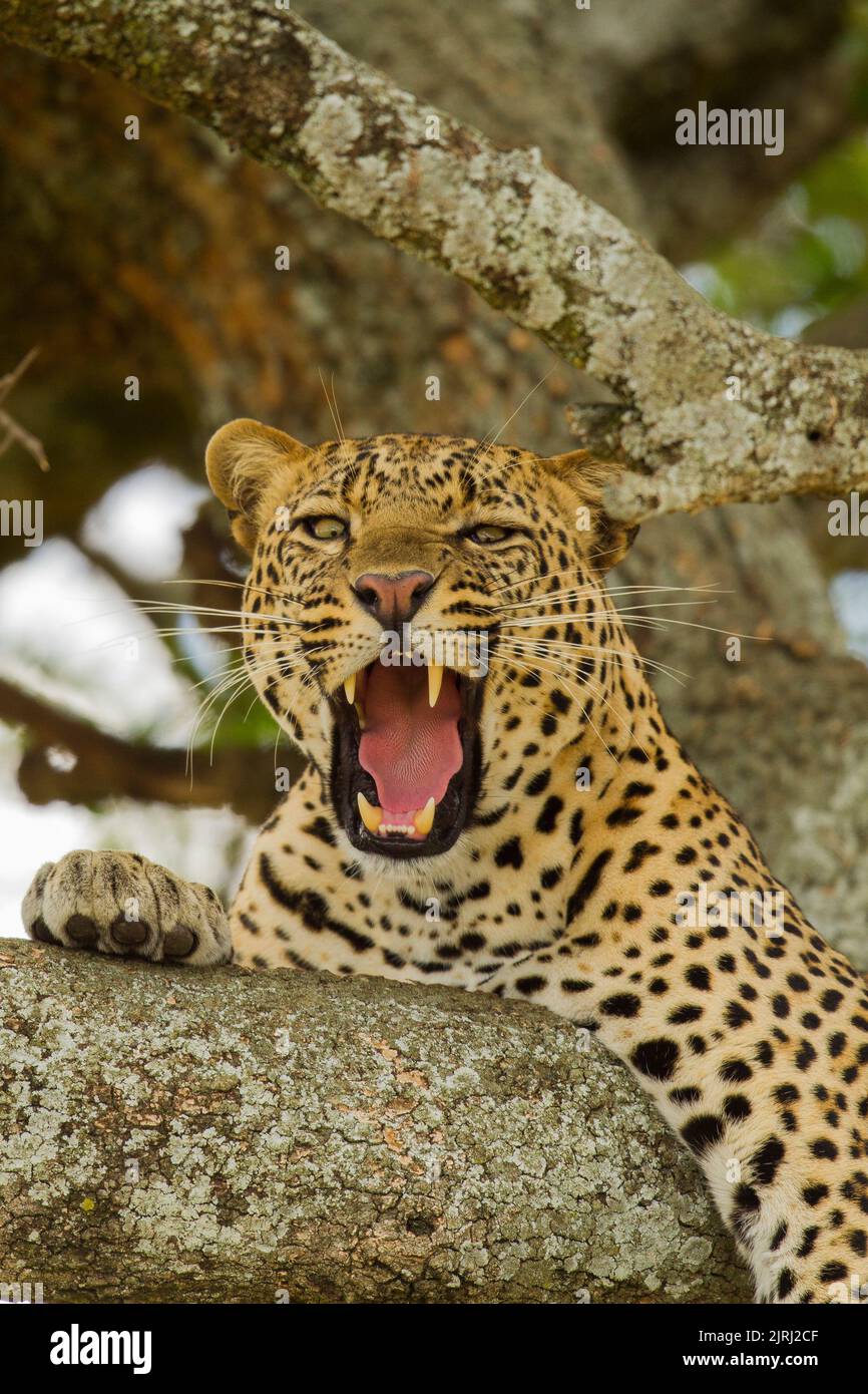 Leopard (Panthera pardus), der in einem Baum liegt und gähnend ist Stockfoto