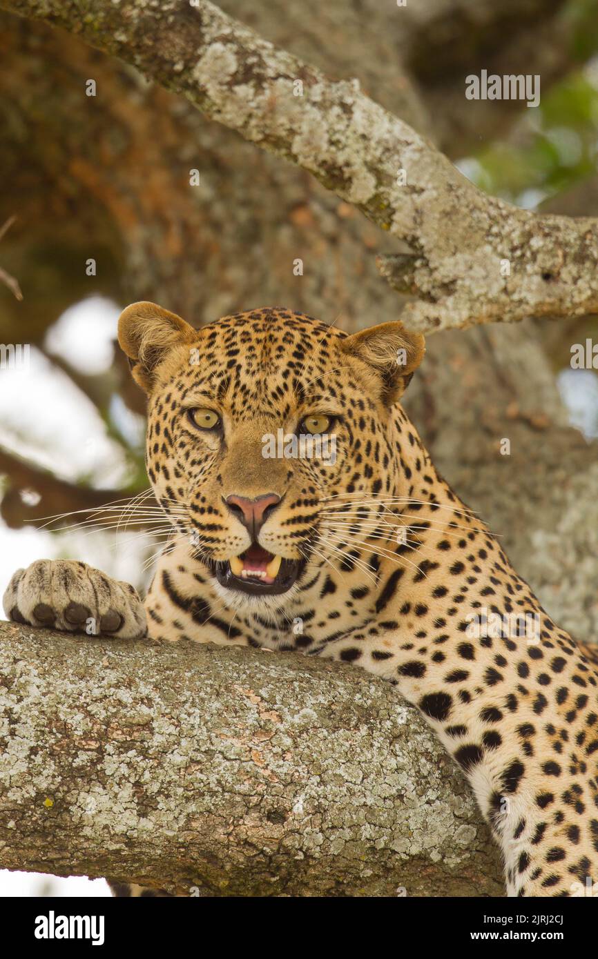 Leoparden (Panthera Pardus) ruht in einem Baum Stockfoto
