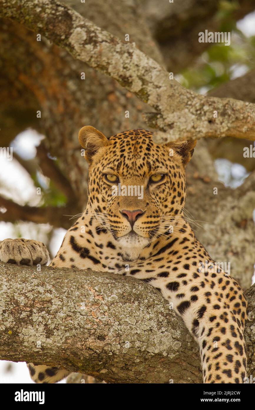 Leoparden (Panthera Pardus) ruht in einem Baum Stockfoto