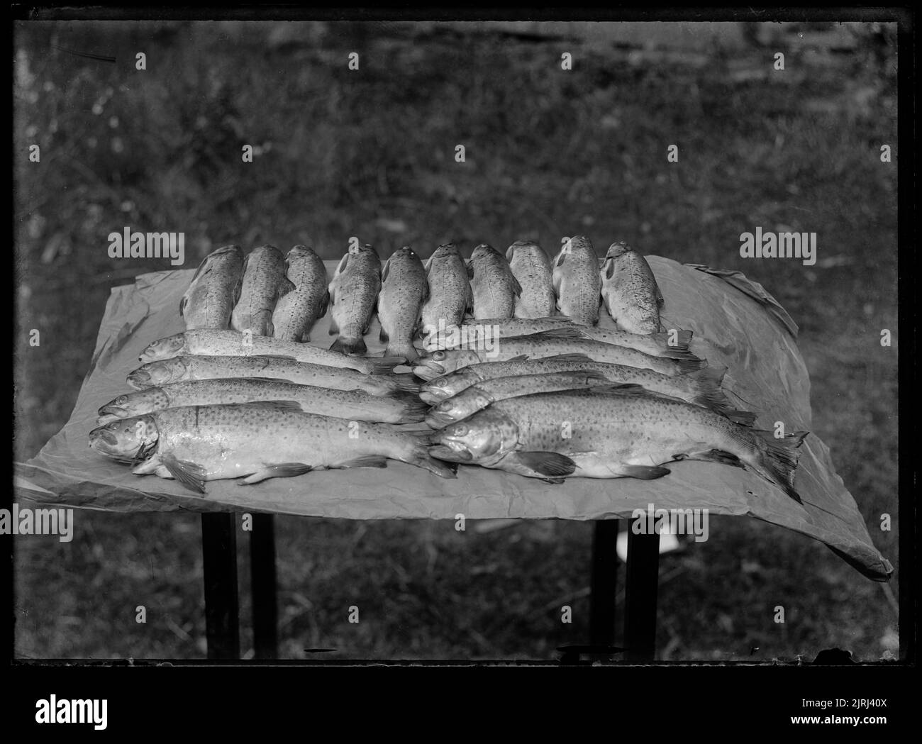 Ein guter Fang, um 1910, von Fred Brockett. Stockfoto