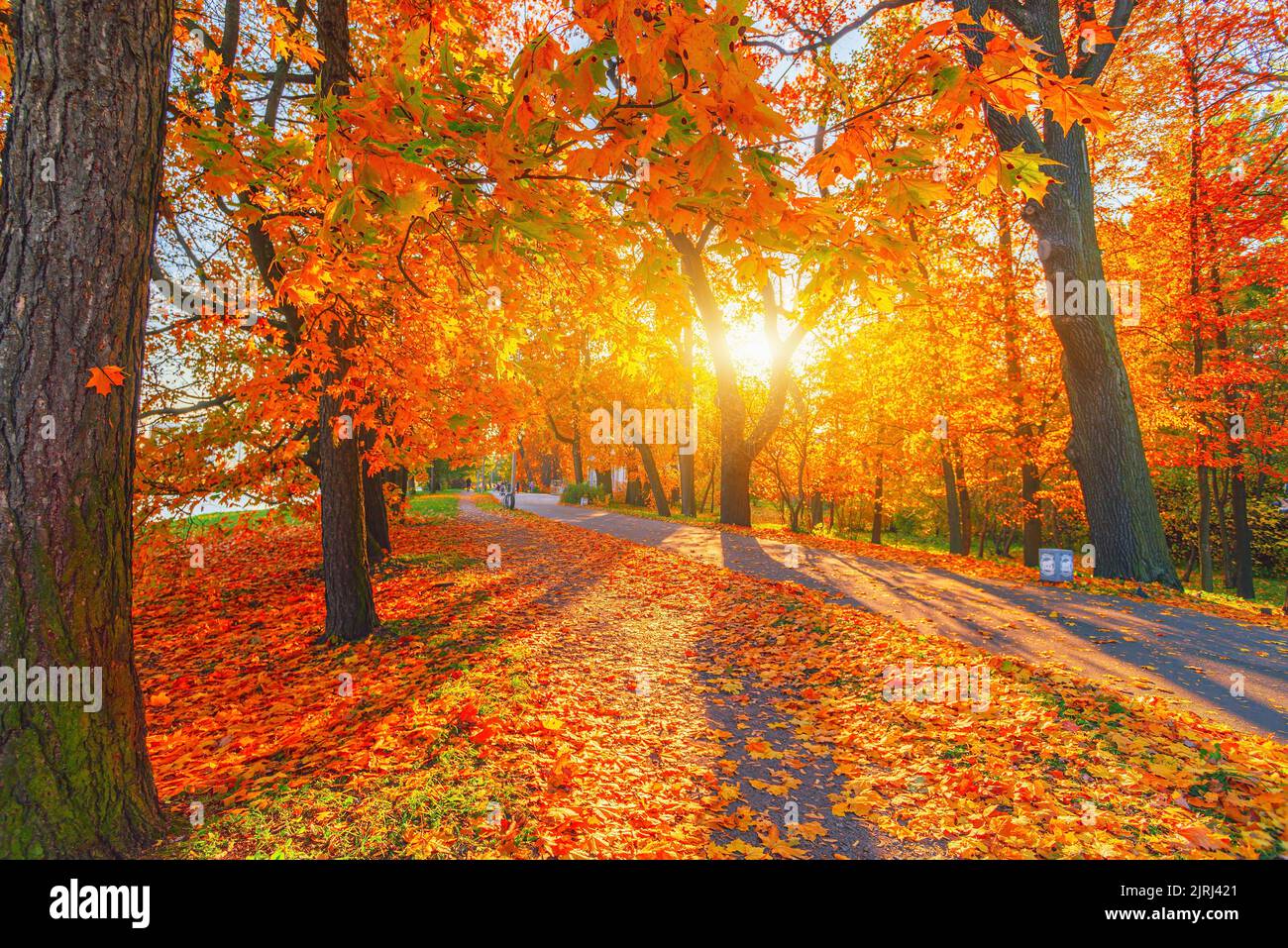 Herbstwaldweg. Orangefarbener Baum, rotbraune Ahornblätter im Herbst-Stadtpark. Naturszene im Sonnenuntergang Nebel Holzbank in landschaftlich schöner Landschaft helles Licht Stockfoto