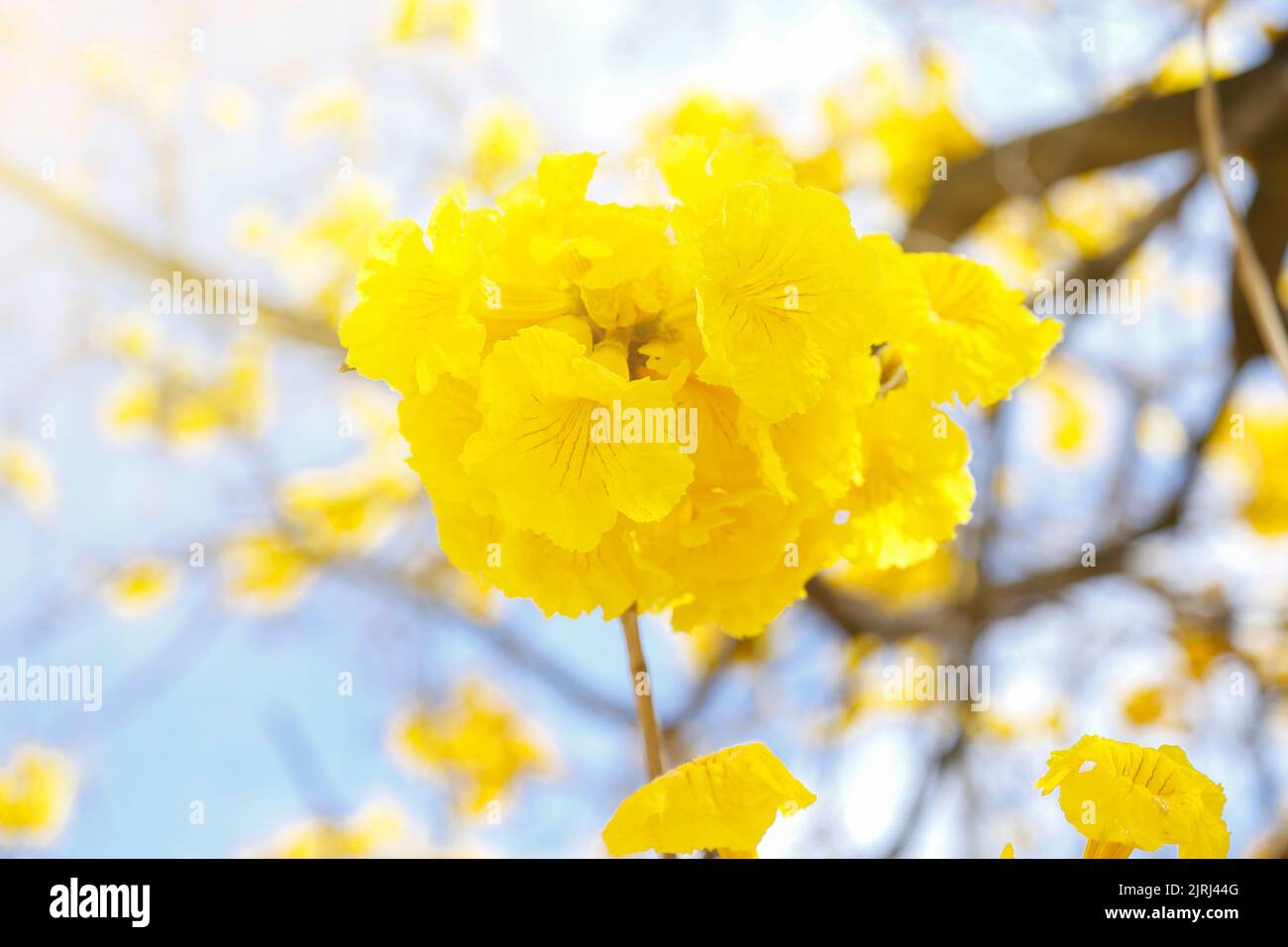 Blumendetail auf gelbem ipe-Baum in der frühen Blüte mit hellblauem Himmel im Hintergrund Stockfoto