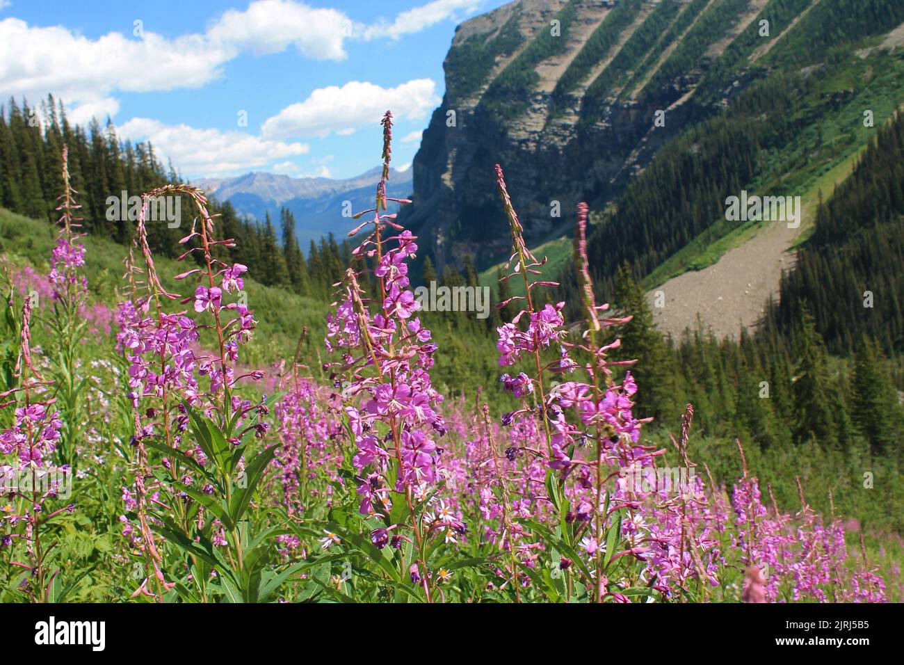 Rosa Wildblumen im Banff National Park im Sommer mit Bergen und Bäumen auf einer Reise durch Kanada Stockfoto