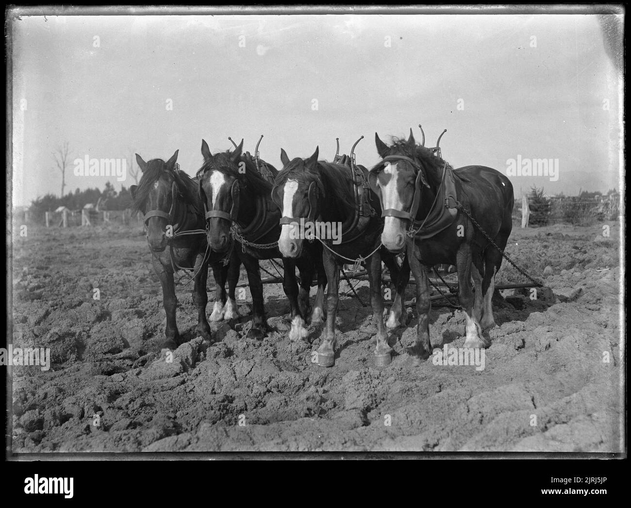 Clydesdale Team, 1909, von Fred Brockett. Stockfoto