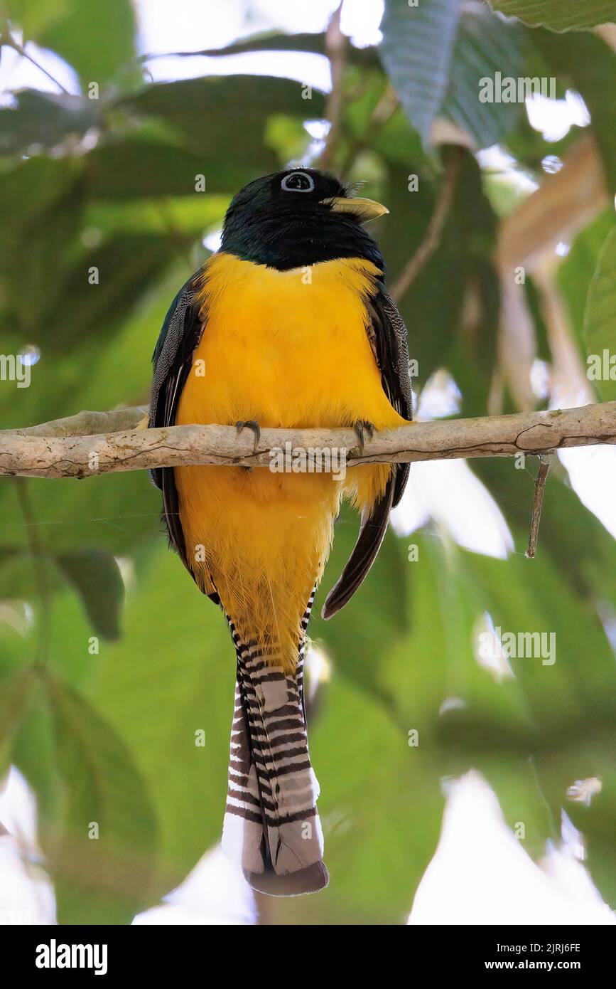 Schwarzkehltrogon / Gelbkehltrogon (Trogon rufus), der auf einer Zweigstelle im Nationalpark Curi Cancha in Costa Rica steht Stockfoto