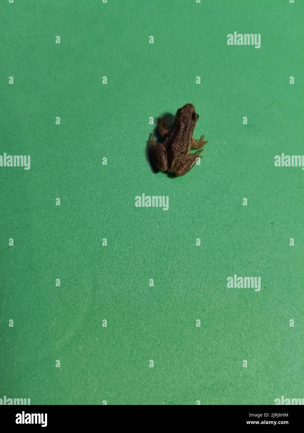 Kleiner Leopardenfrosch Stockfoto