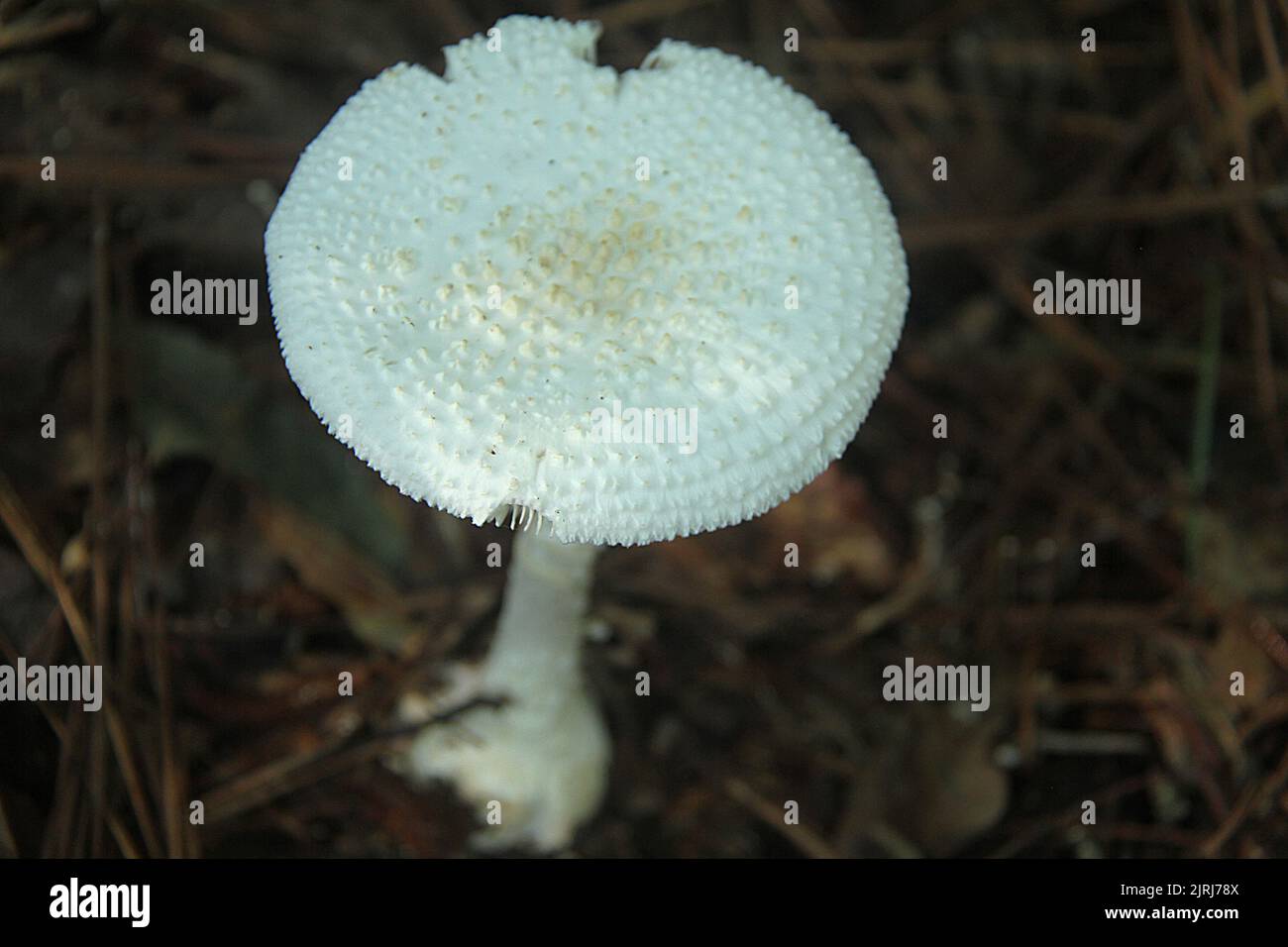 Amanita abruhta Pilz in Virginia, USA Stockfoto