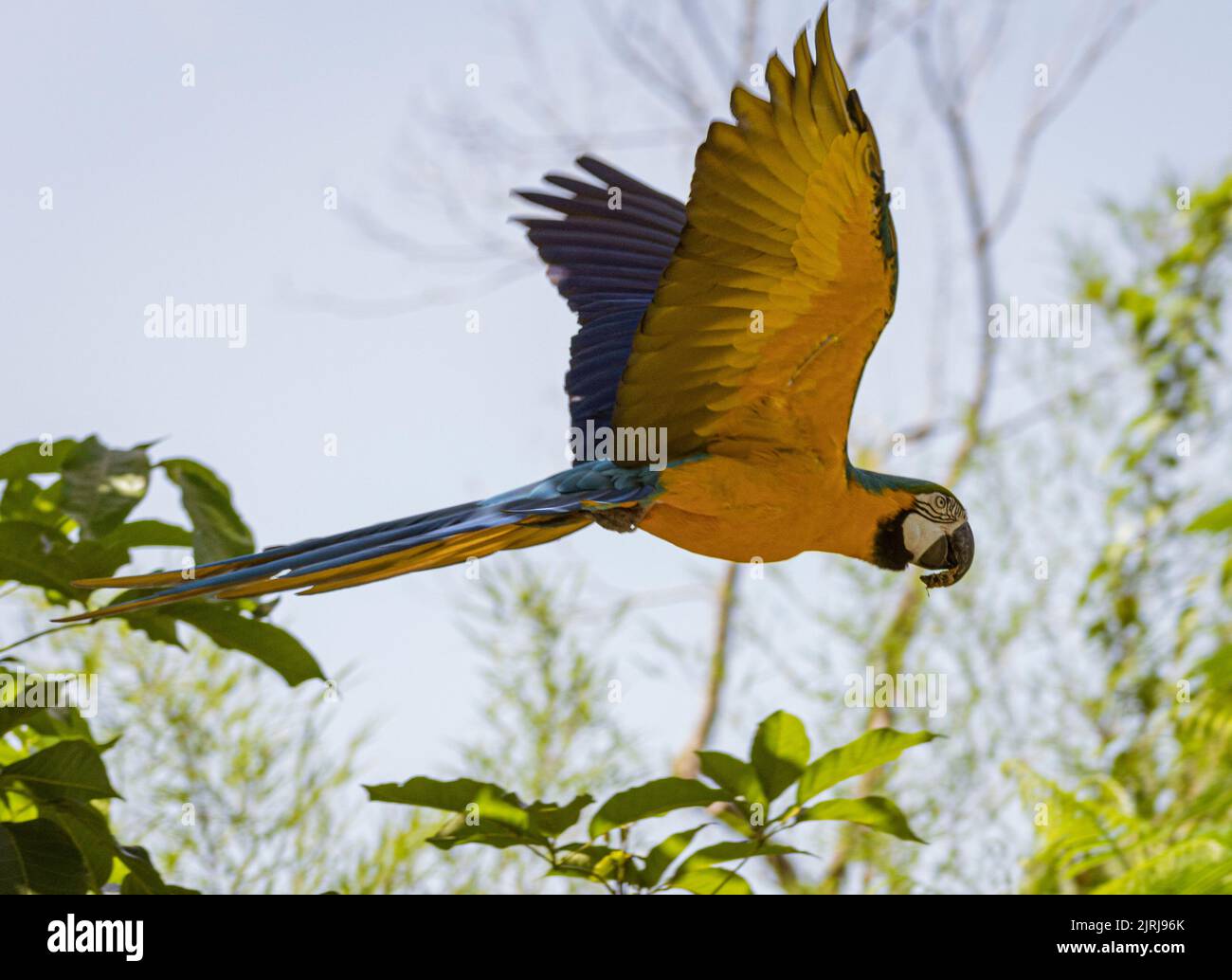 Blauer und Goldara im Flug im Wald. Stockfoto